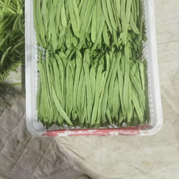 扁豆