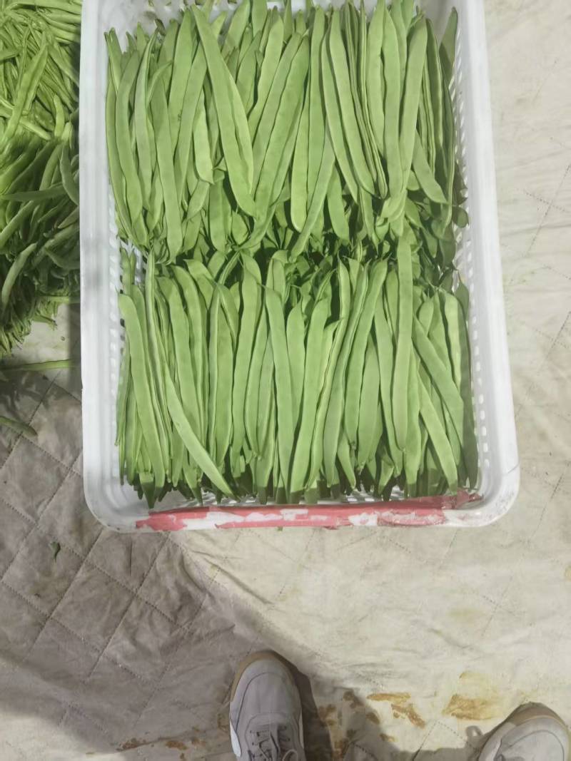 扁豆