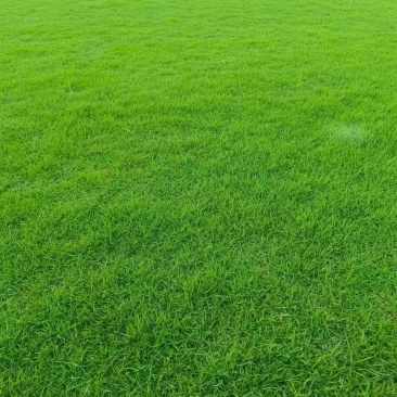马尼拉