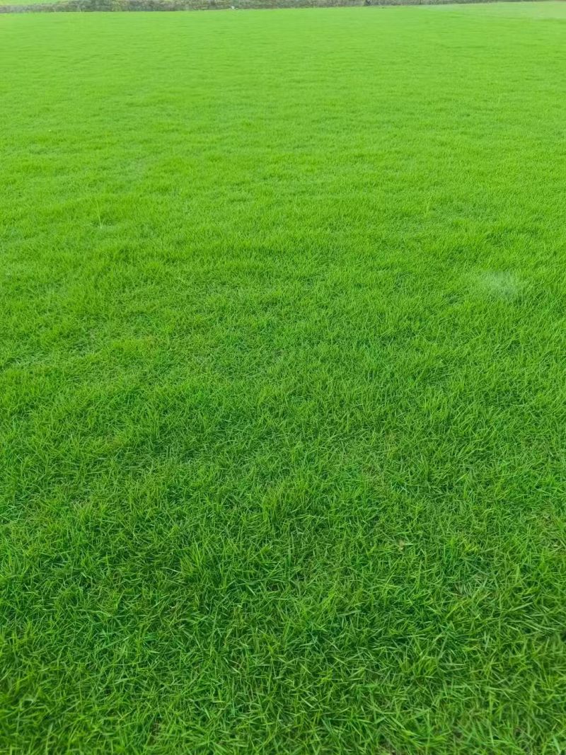 马尼拉