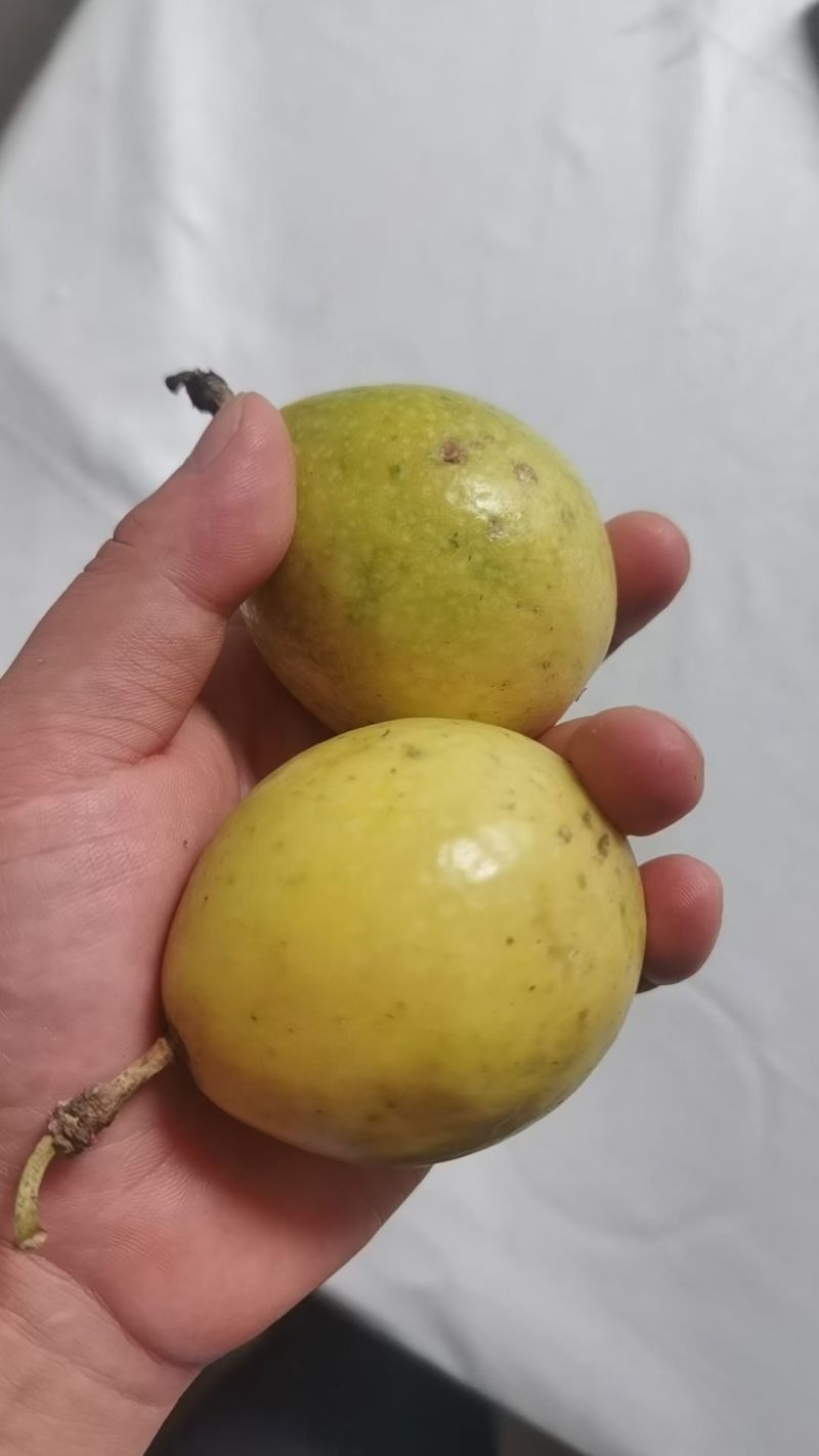 云南黄金百香果钦蜜9号