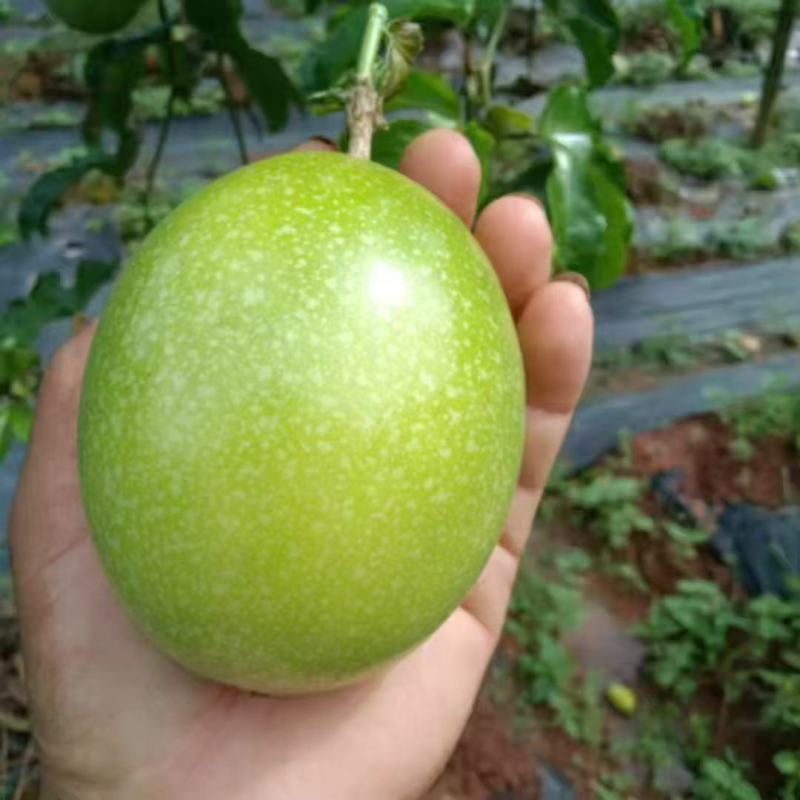 云南黄金百香果钦蜜9号