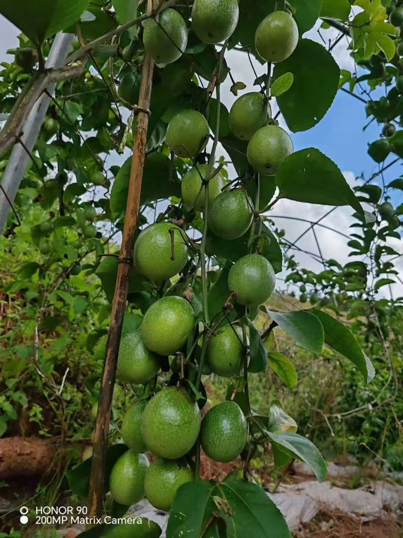 云南黄金百香果钦蜜9号