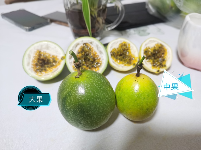 云南黄金百香果钦蜜9号