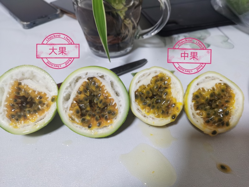 云南黄金百香果钦蜜9号