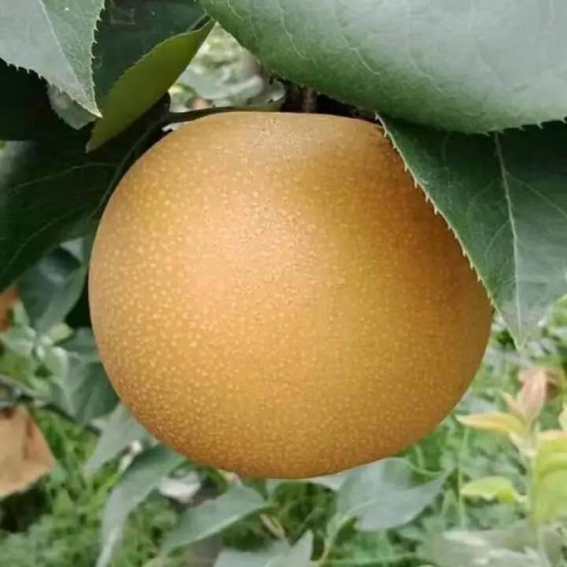 丰水梨