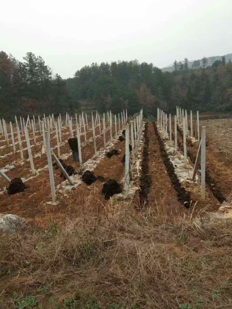 摩尔多瓦葡萄