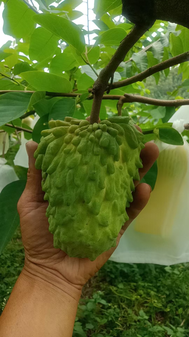 凤梨释迦果
