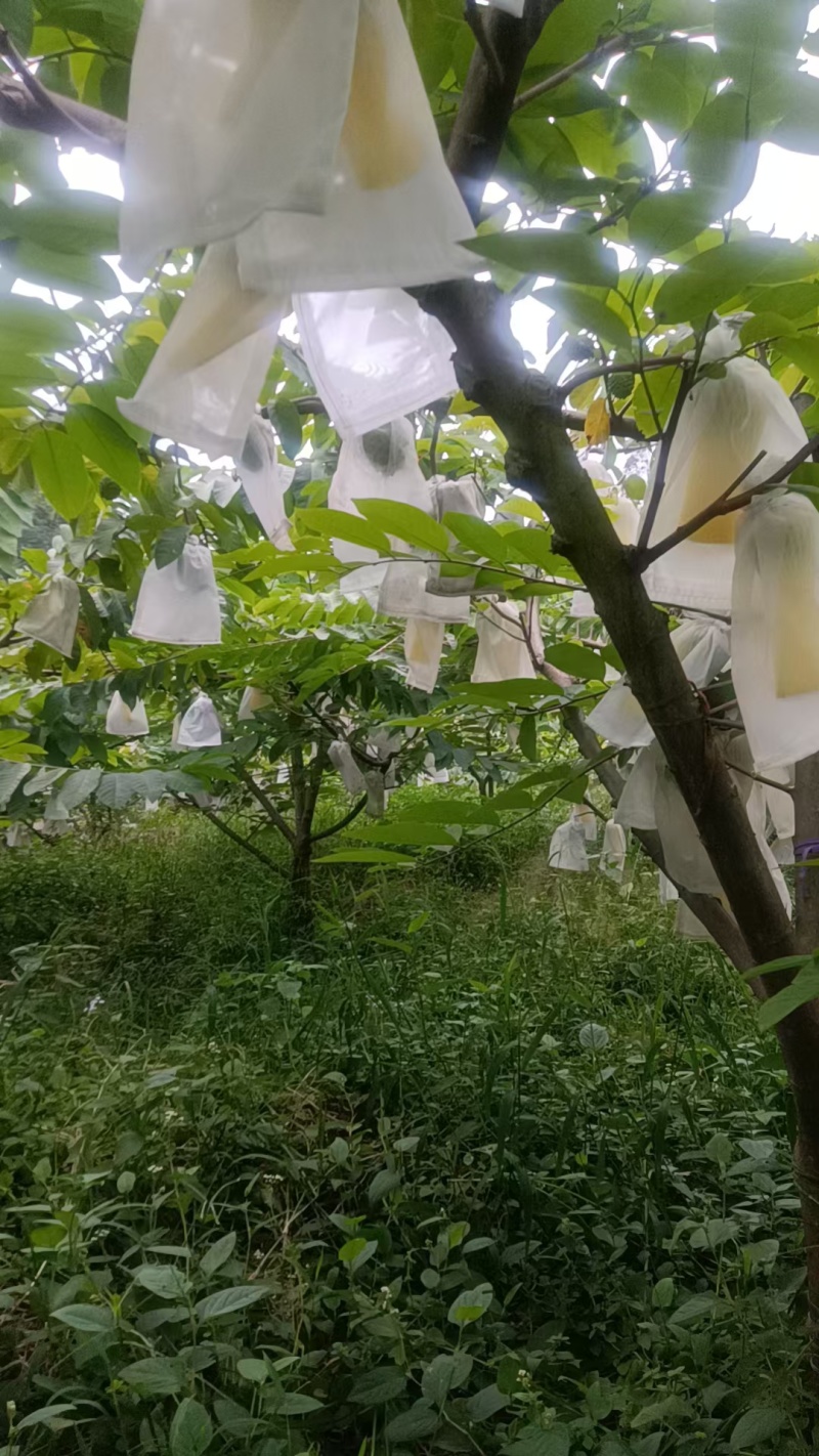 凤梨释迦果