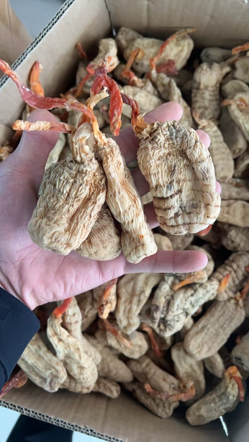 云南深山春天麻