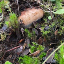 高海拔野生松茸