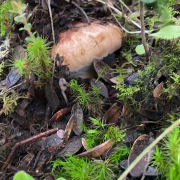 高海拔野生松茸