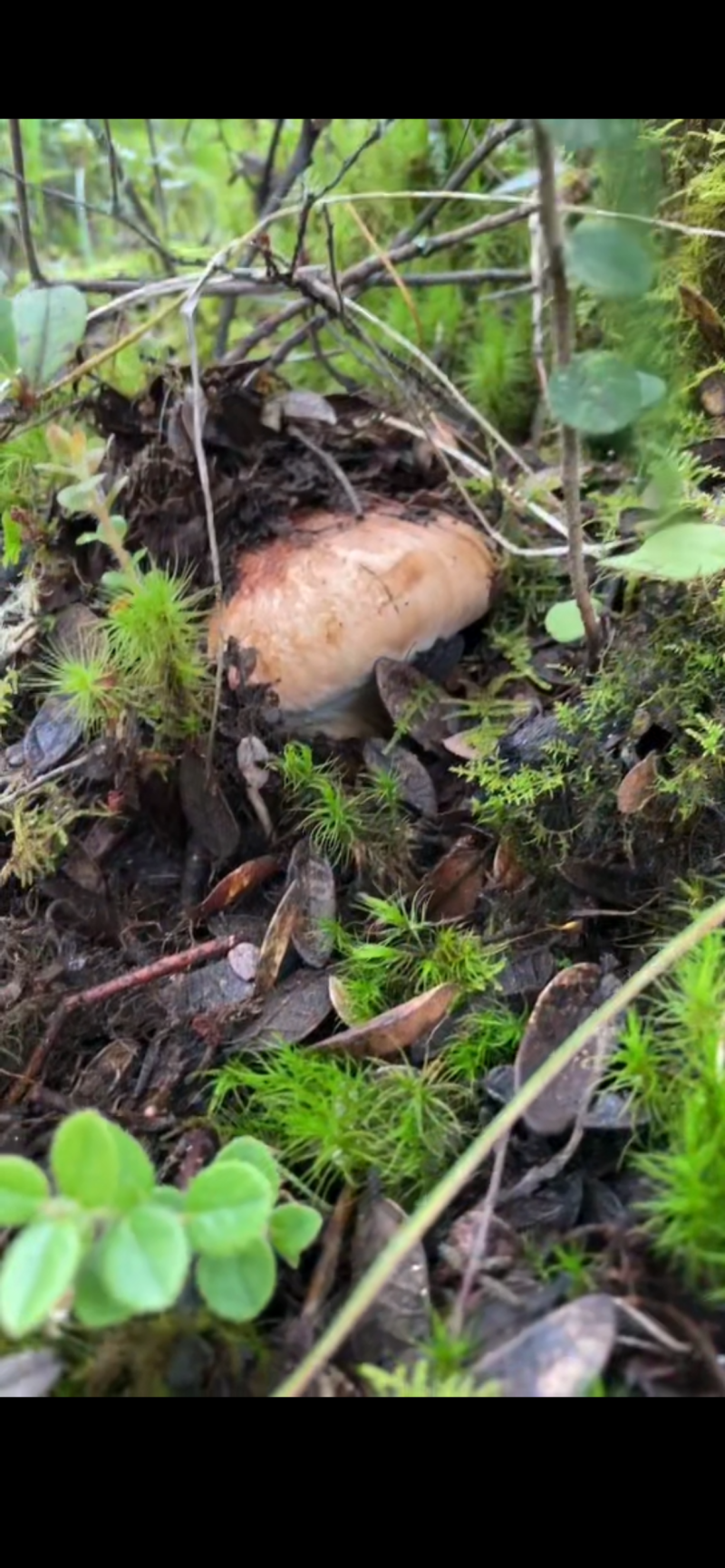 高海拔野生松茸