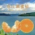 湖南东江湖蜜橘