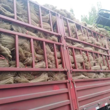 纯手工红薯粉条每天大量走货中，欢迎各位老板合作～