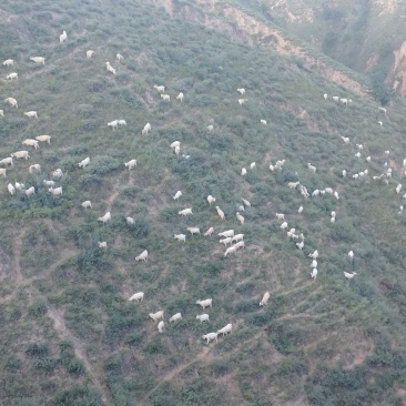 出售陕北跑山羊，