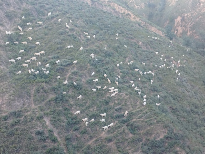 出售陕北跑山羊，