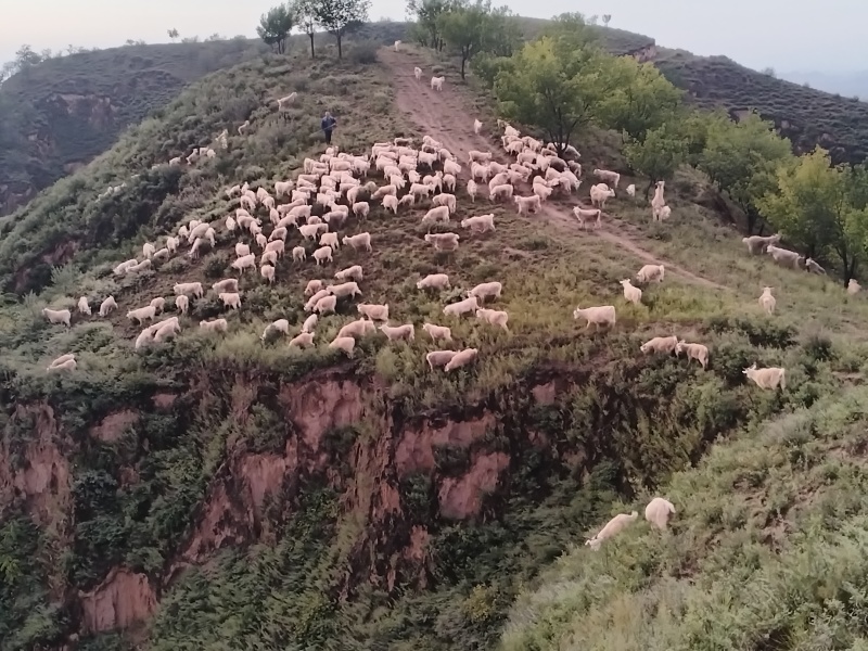 出售陕北跑山羊，