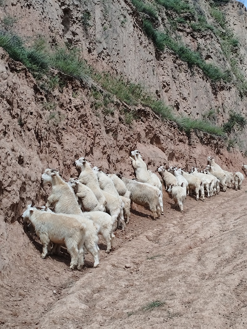 出售陕北跑山羊，