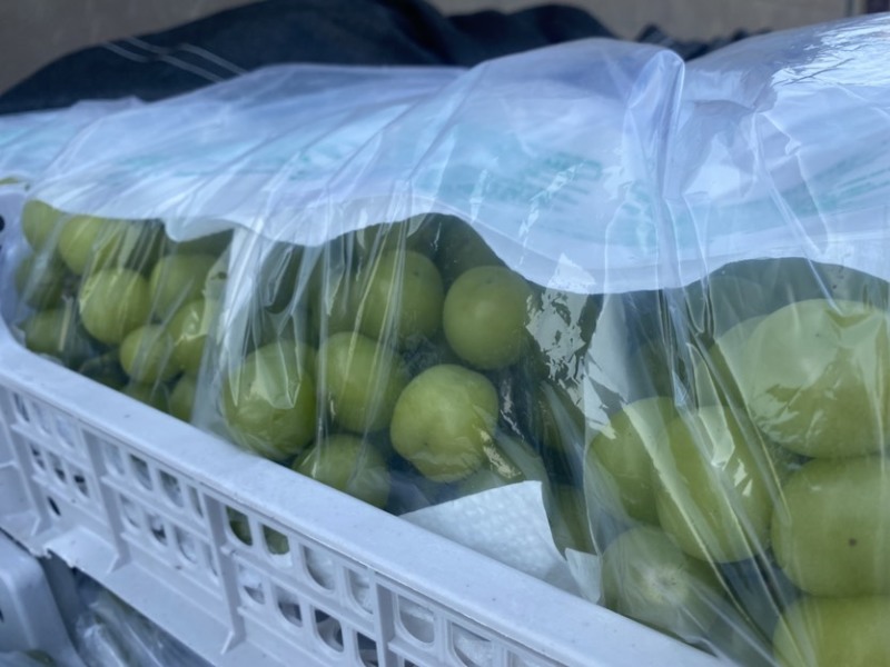 不管精品阳光玫瑰还是普通阳光玫瑰都有货自己家种植基地