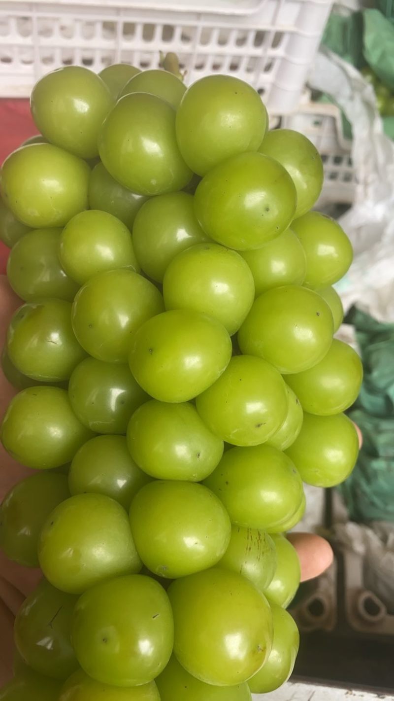 不管精品阳光玫瑰还是普通阳光玫瑰都有货自己家种植基地