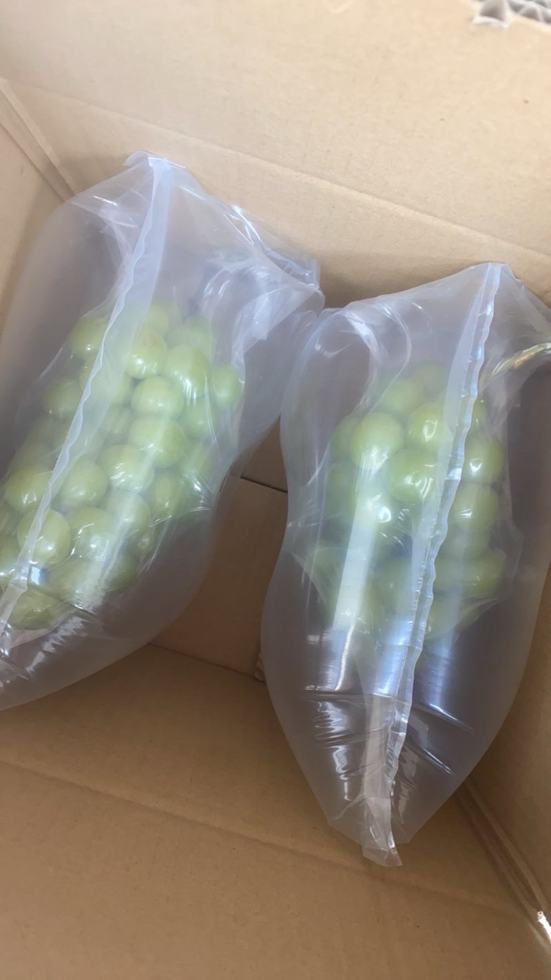 不管精品阳光玫瑰还是普通阳光玫瑰都有货自己家种植基地
