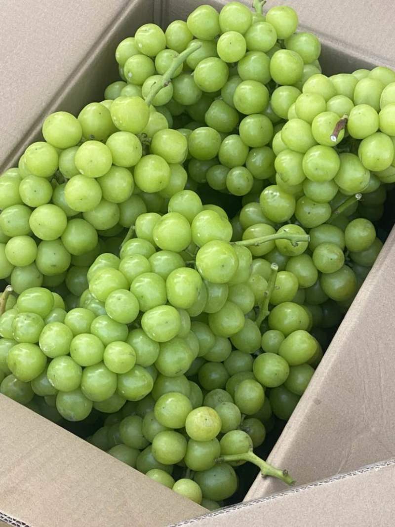 不管精品阳光玫瑰还是普通阳光玫瑰都有货自己家种植基地