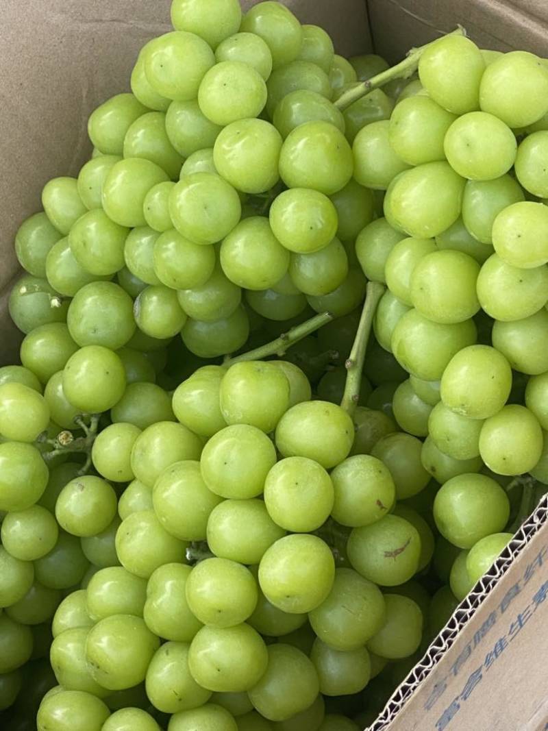 不管精品阳光玫瑰还是普通阳光玫瑰都有货自己家种植基地