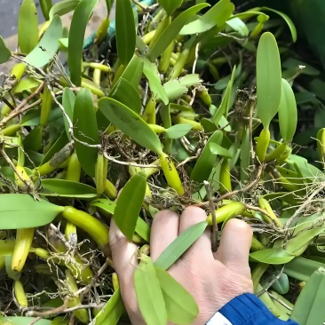 野生石橄榄