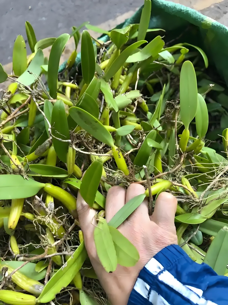 野生石橄榄