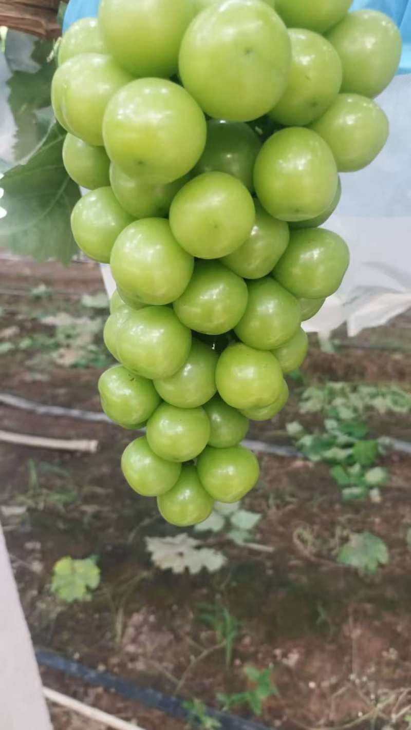 阳光玫瑰葡萄