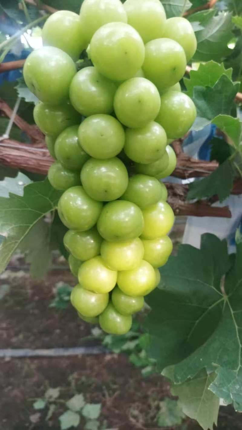 阳光玫瑰葡萄