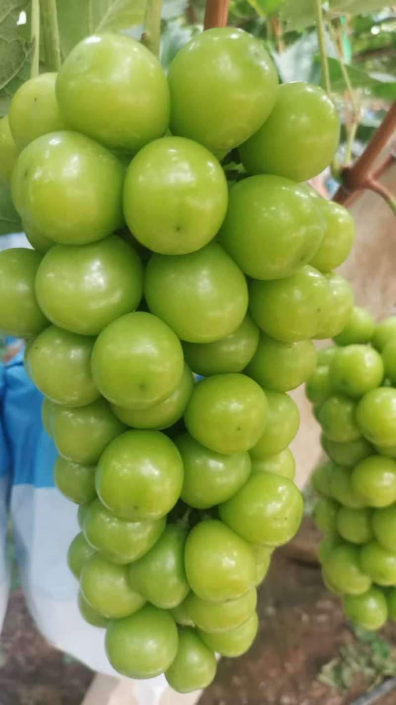 阳光玫瑰葡萄