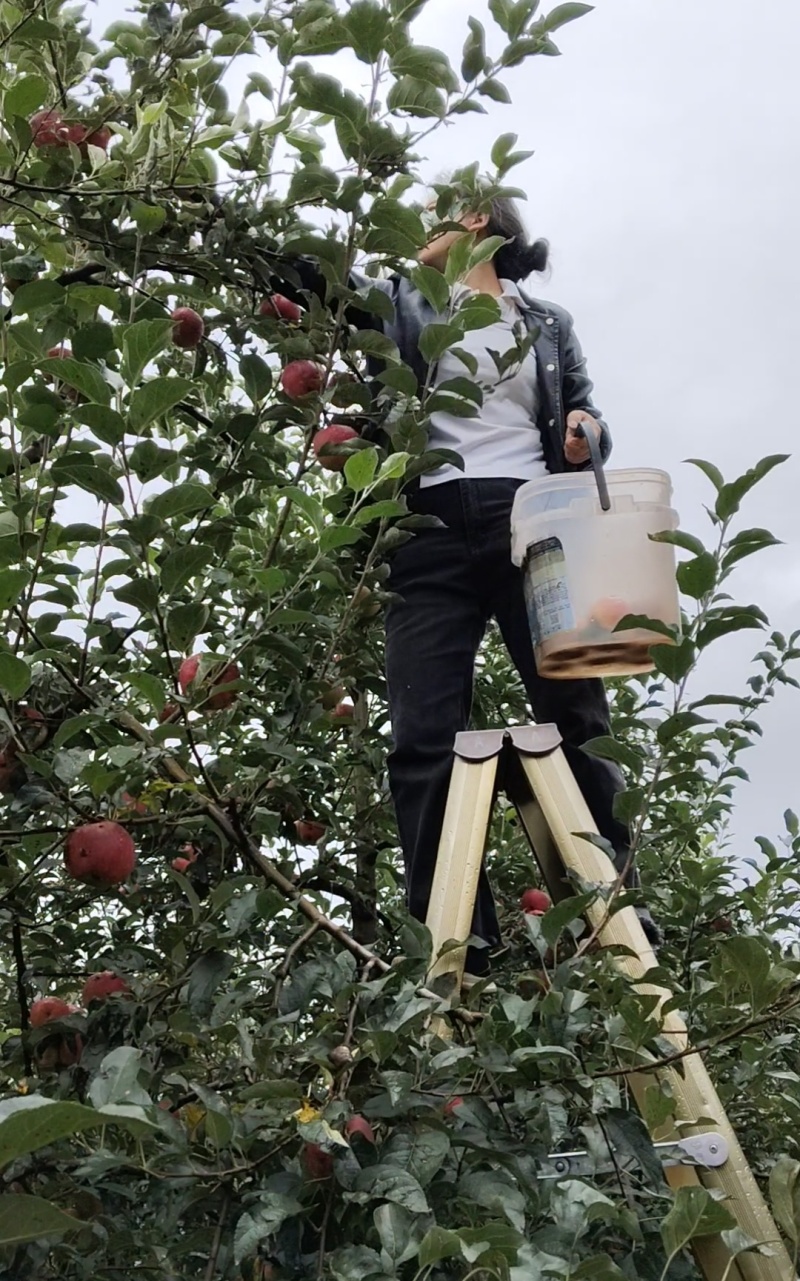 云南昭通红露糖心丑苹果