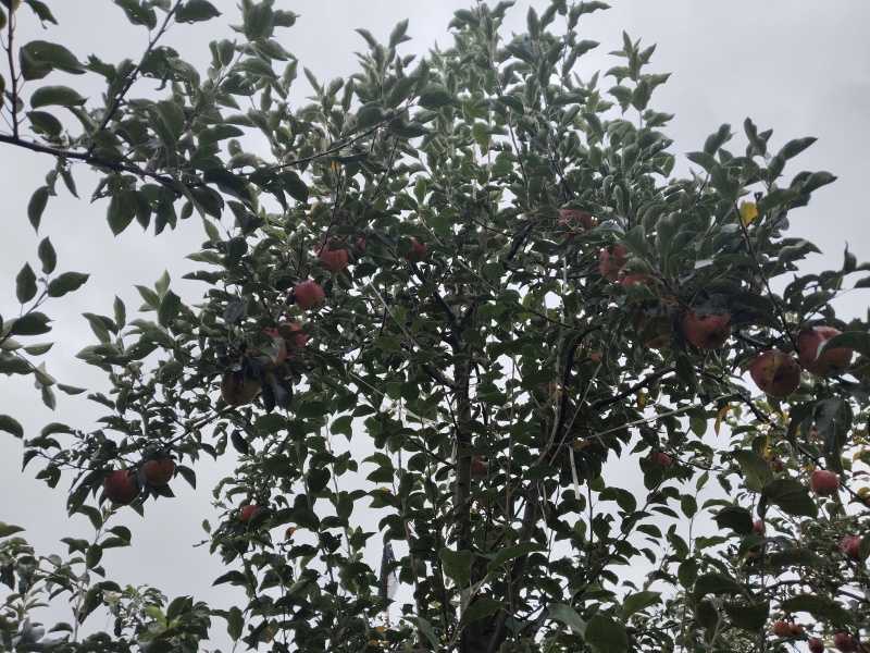 云南昭通红露糖心丑苹果