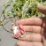 鲜花生