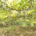 玲珑香芋冬瓜