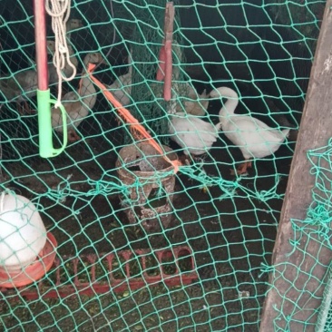 活大鹅