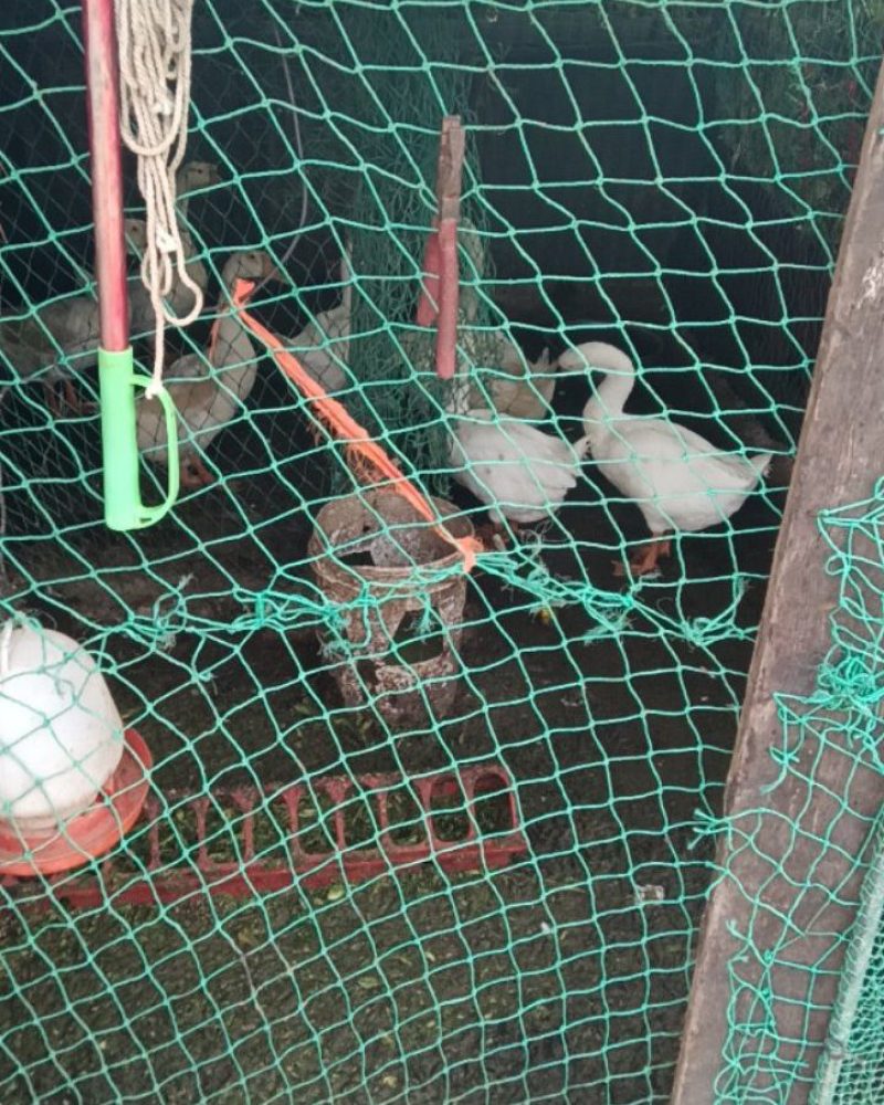活大鹅