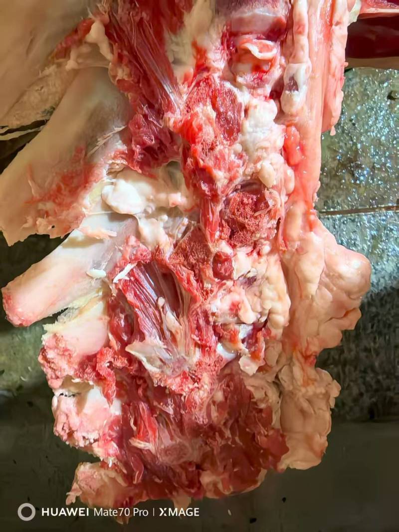 不带肉脊骨