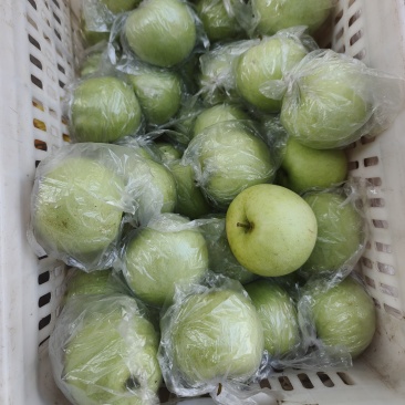 宝山明月月萍果