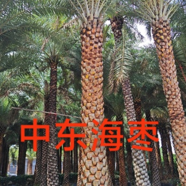 中东海枣