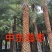 中东海枣