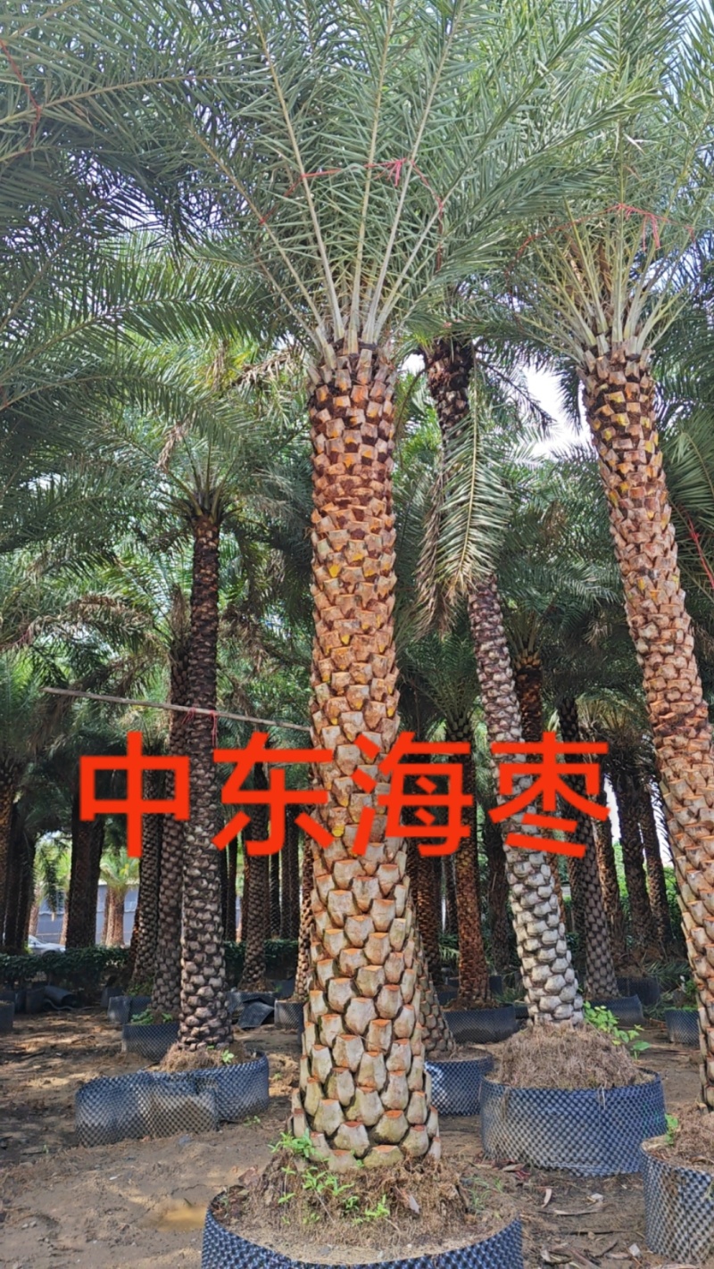 中东海枣