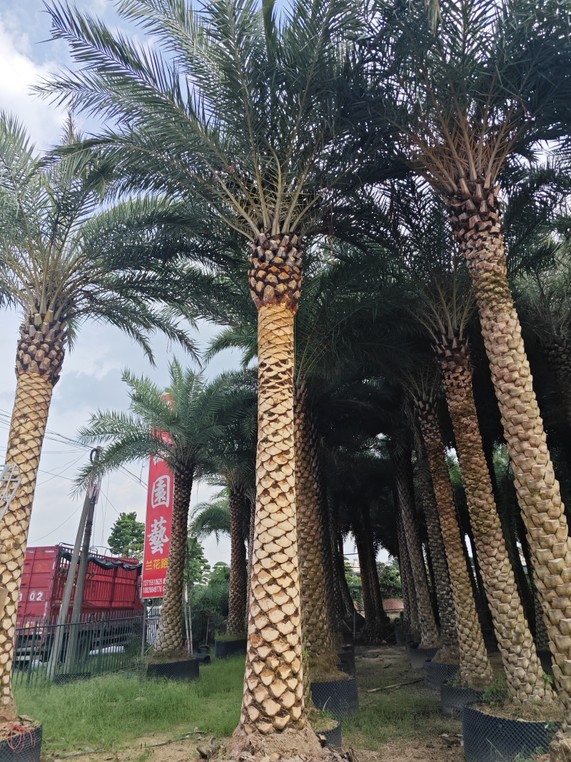 中东海枣