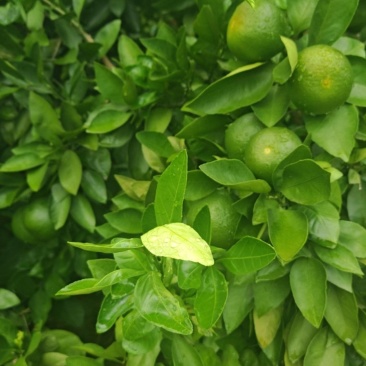 宜昌蜜橘