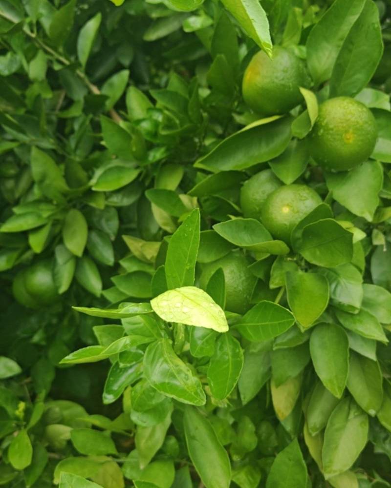 宜昌蜜橘