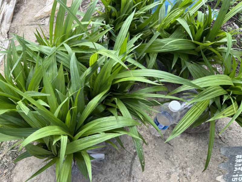 紫花三叉二年白芨驯化苗一年直播苗