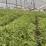 紫花三叉二年白芨驯化苗一年直播苗