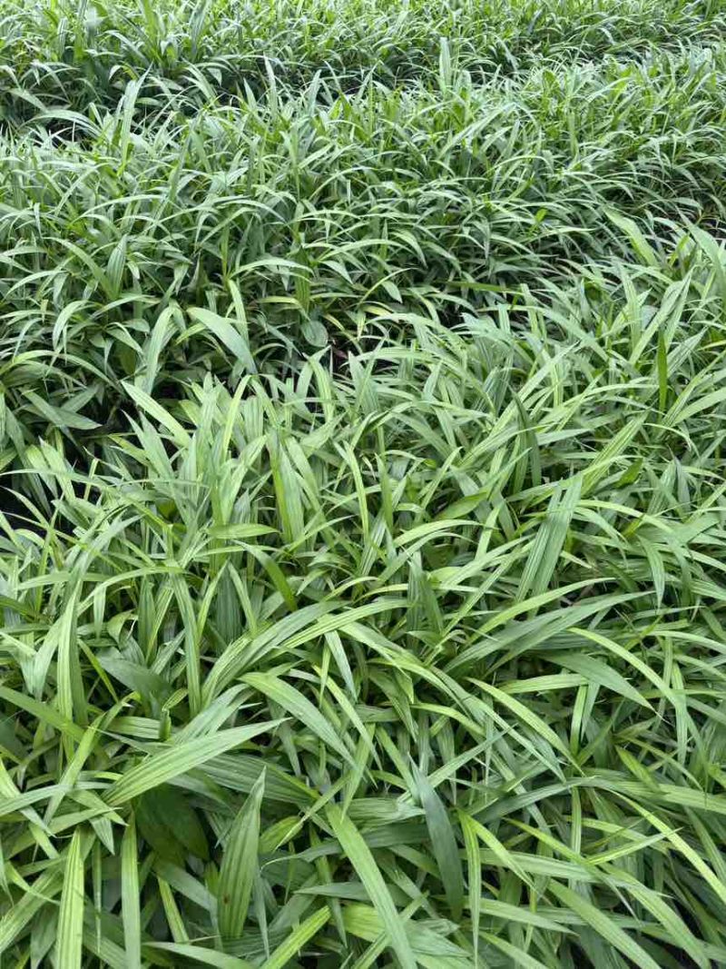 紫花三叉二年白芨驯化苗一年直播苗